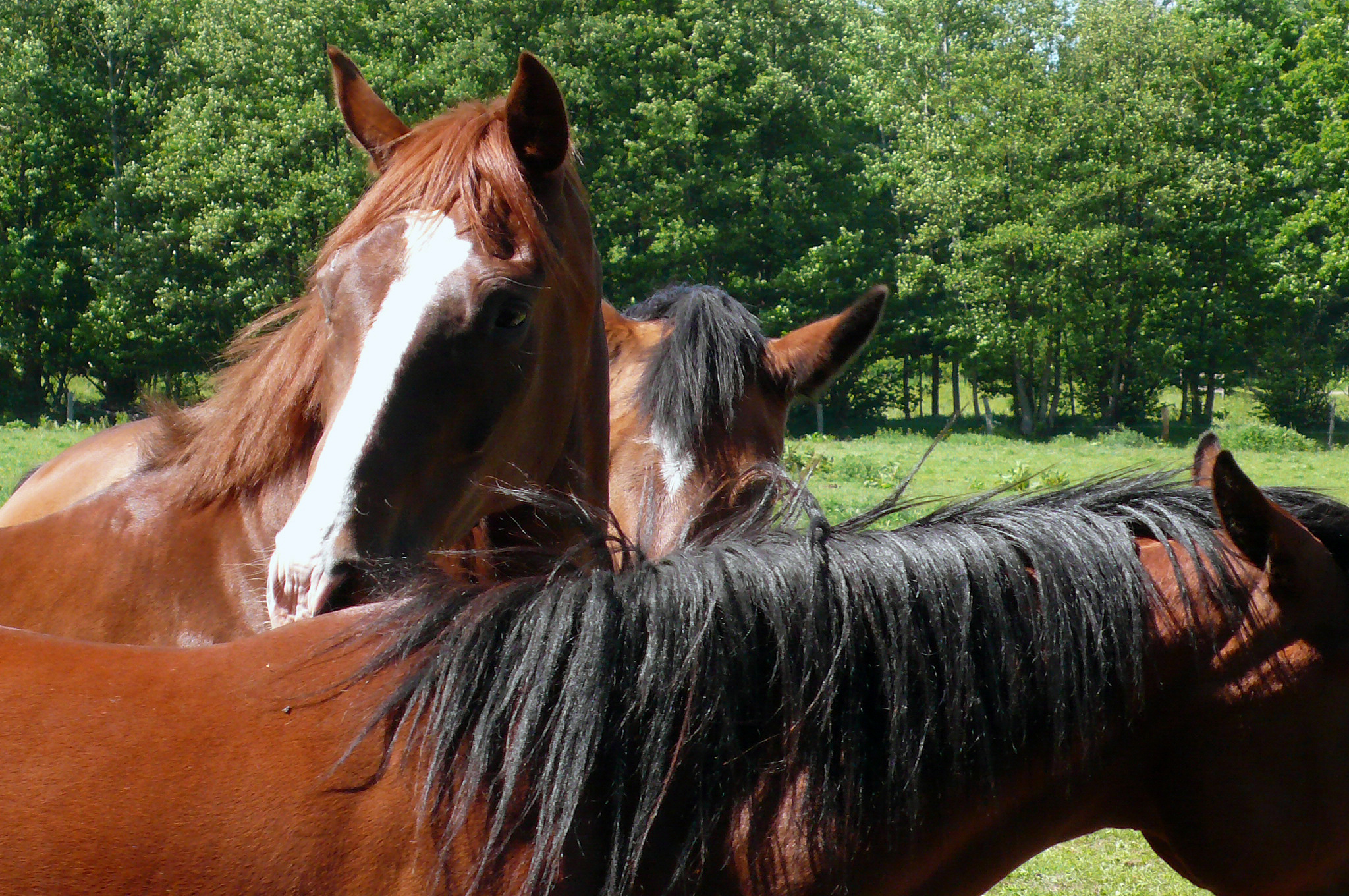 Pferd schaut dich an